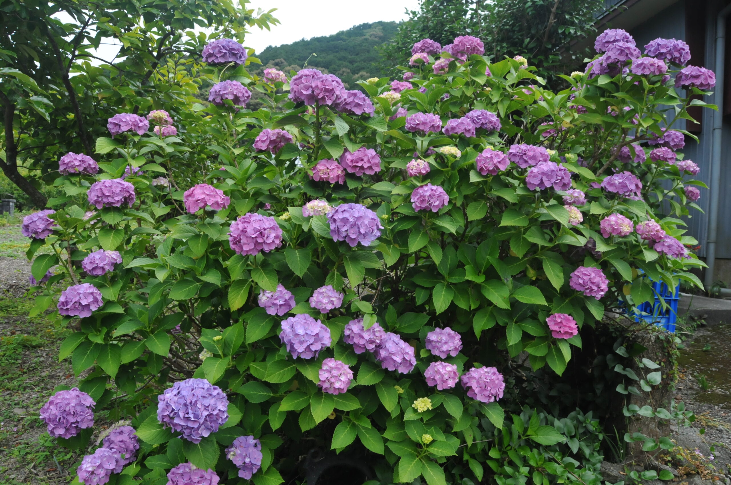 矢井賀紫陽花